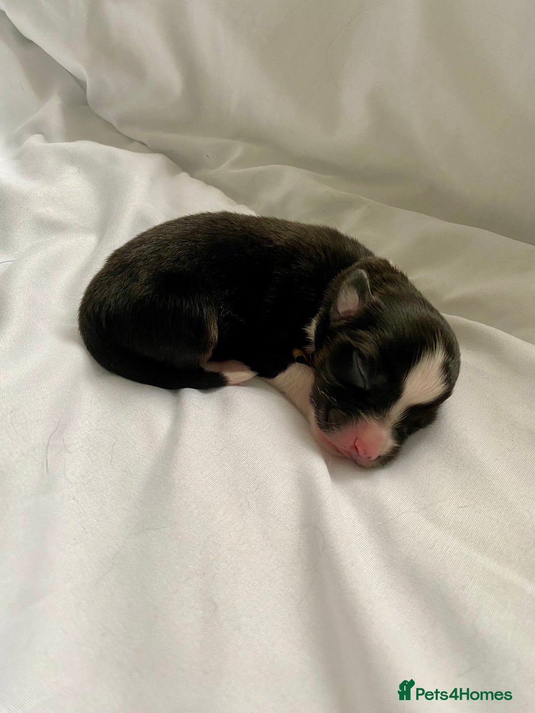 Australian Shepherd dogs for sale: Miss Julie Duckworth - Image 11