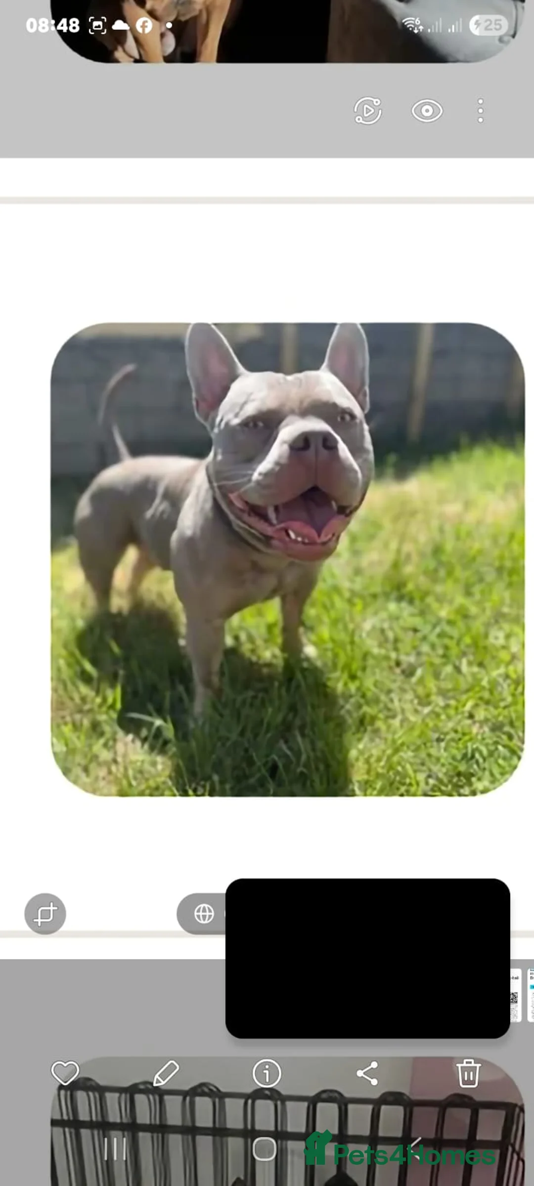 Mixed Breed dogs for sale: Blu the FRULLY - Advert 4