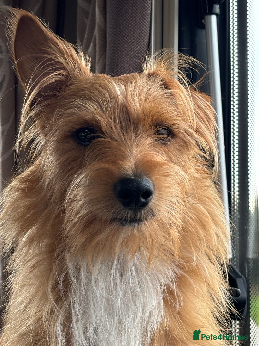 Mixed Breed dogs for sale: Jack Russel x Lucas Terrier Puppies - Image 21