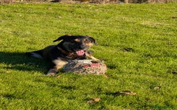 Huntaway dogs for sale: Huntaway - Image 1