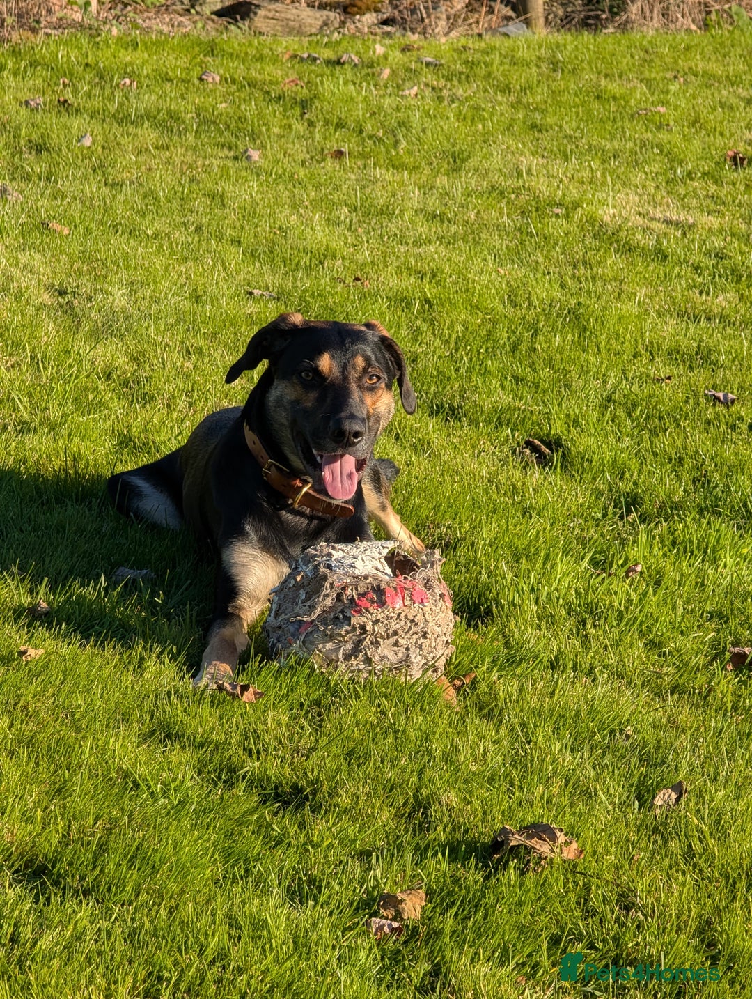 Huntaway dogs for sale: Huntaway - Image 1