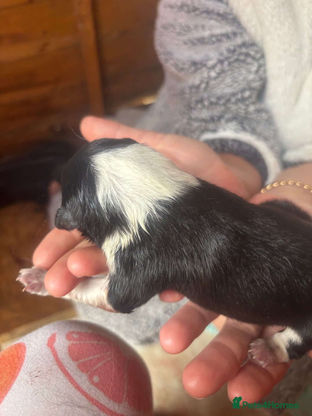 Border Collie dogs for sale: Fluffy long coat Blue merle border collie puppies - Image 13