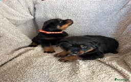 Rottweiler dogs for sale: Beautiful breed Rottweiler puppies  - Image 7