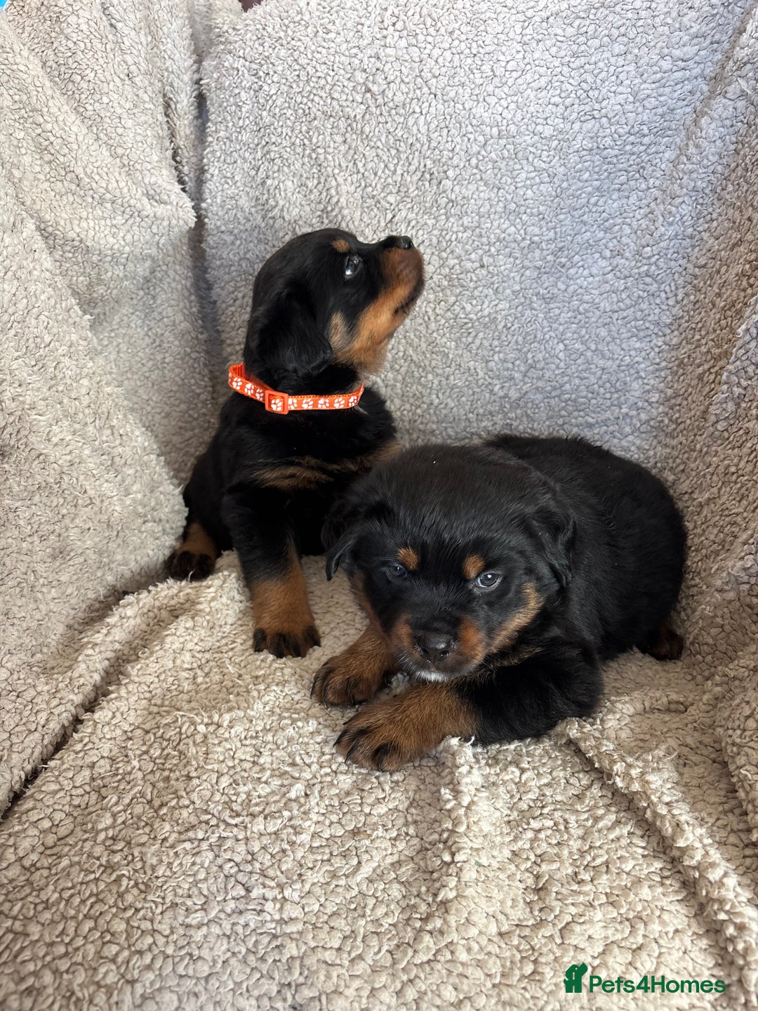 Rottweiler dogs for sale: Beautiful breed Rottweiler puppies  - Image 7