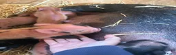 Pig livestock for sale: Miniature piglets-sandy & black/black spot - Advert 4