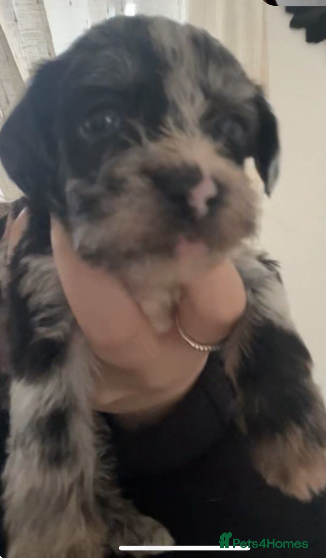 Mixed Breed dogs for sale: Poochon cross schweenie  - Advert 7