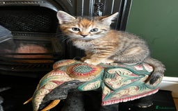 Domestic Shorthair cats for sale: 2 gorgeous tabby girls left - Image 2