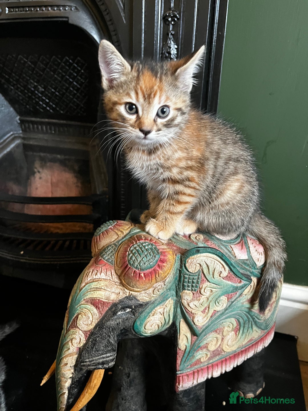Domestic Shorthair cats for sale: 2 gorgeous tabby girls left - Image 2