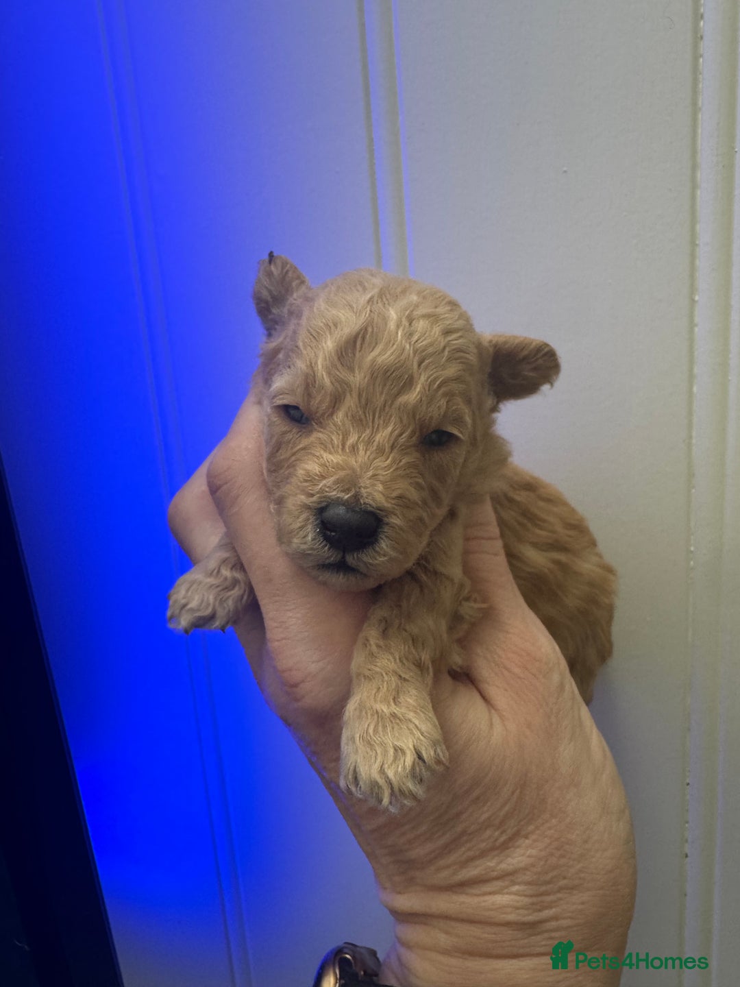 Toy Poodle dogs for sale: KC STUNNING TRUE TOY POODLES  - Advert 5