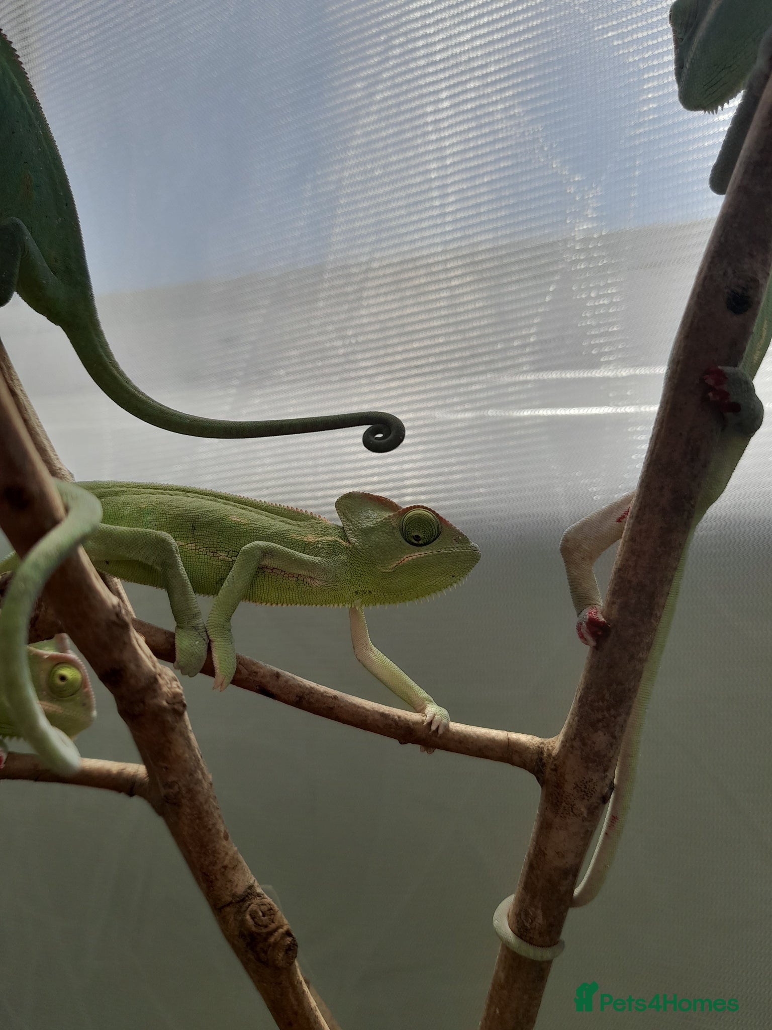 Chameleon reptiles Female Veiled chameleons  - Advert 2