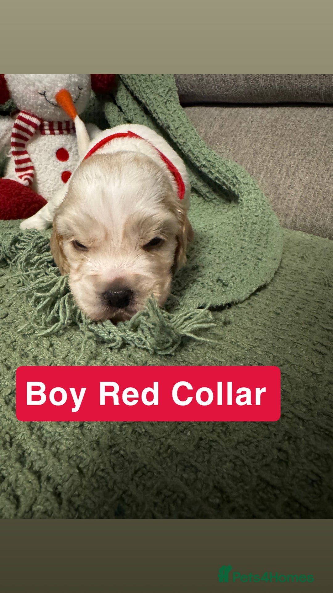 Cockapoo dogs for sale: F2 Cockapoo pups - Advert 31