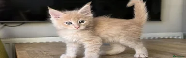 Ginger Cream 