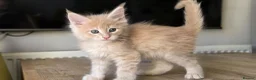 Maine Coon cats for sale: Beautiful, well handled Maincoon kittens  - Advert 32