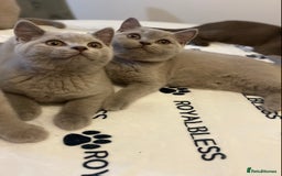 British Shorthair cats for sale: 🐾 TOP QUALLITY LILAC BSH reg GCCF purebred 🐾 - Image 27