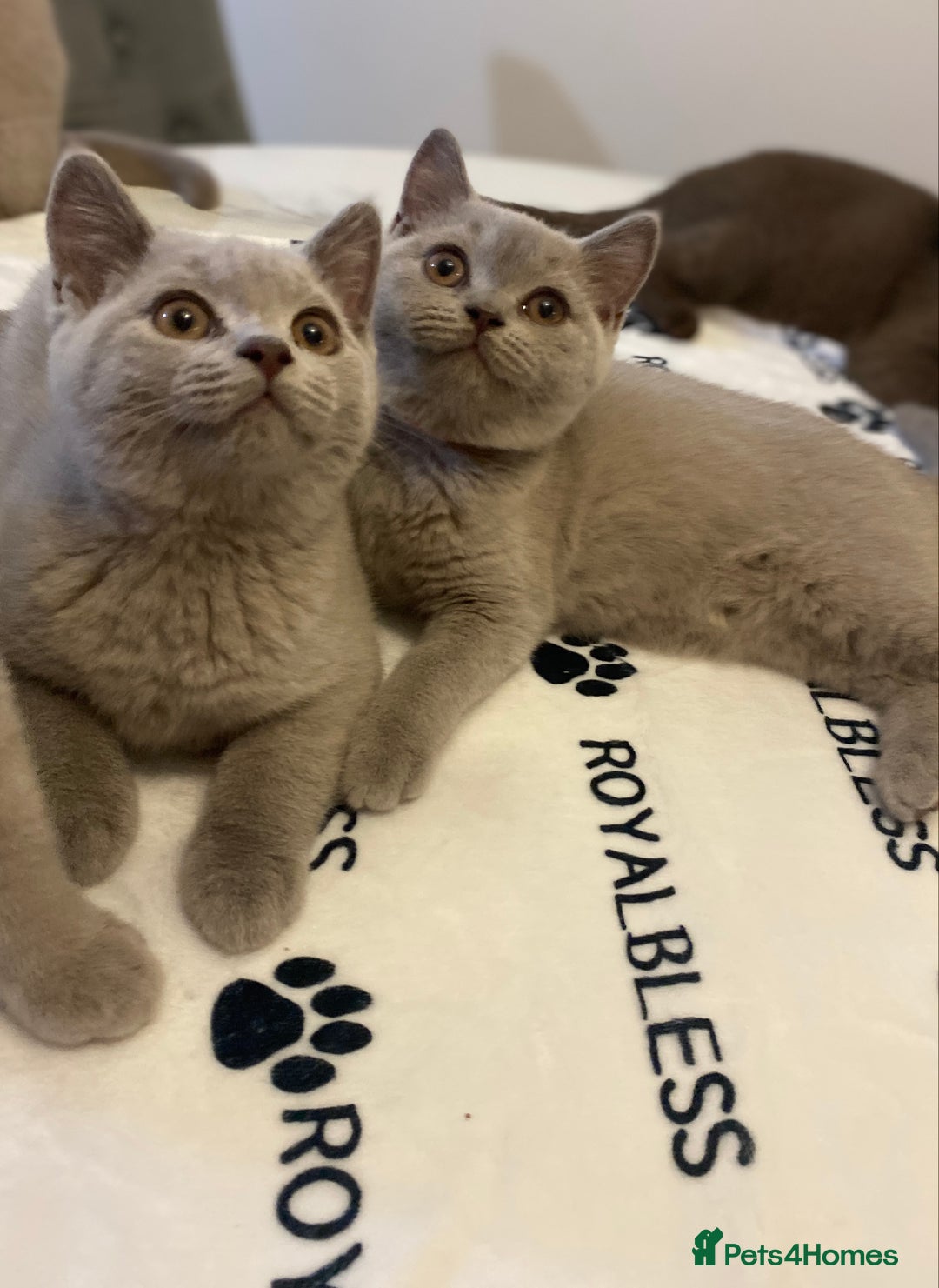 British Shorthair cats for sale: 🐾 TOP QUALLITY LILAC BSH reg GCCF purebred 🐾 - Image 27