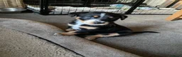Borador dogs for sale: Borador pups with a bit of kelpie too! - Advert 2