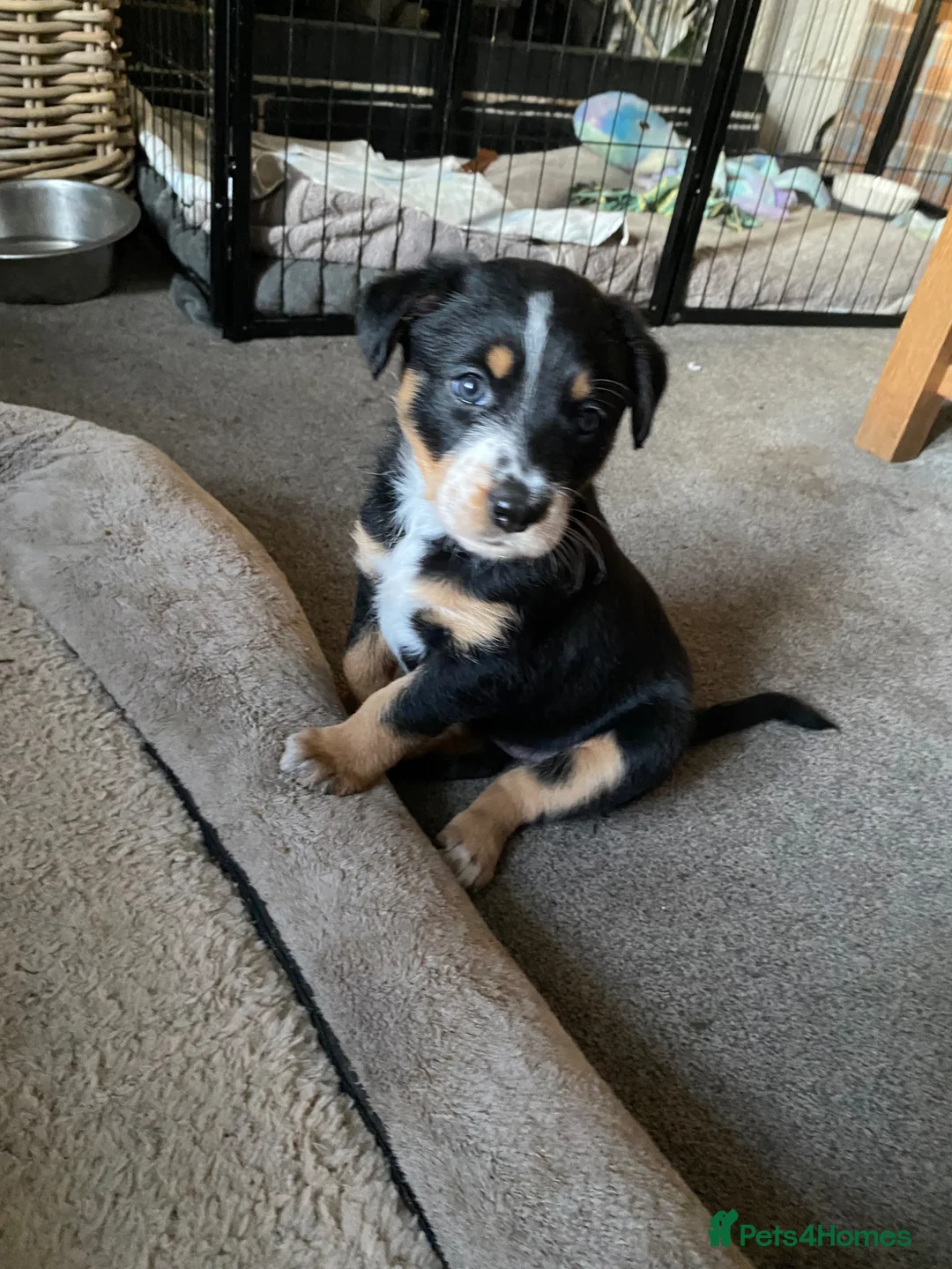 Borador dogs for sale: Borador pups with a bit of kelpie too! - Advert 2