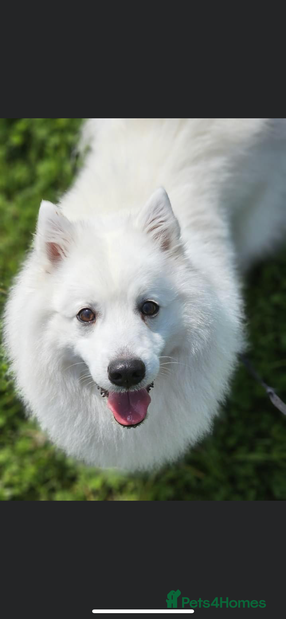 Japanese Spitz dogs PROVEN gorgeous stud Japanese Spitz in Grantham - Advert 1