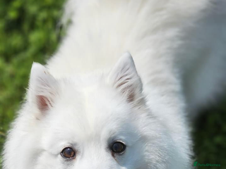 Japanese Spitz dogs for stud in Grantham - Advert 1