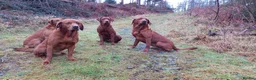Labrador Retriever dogs for sale: Fox Red Labradors  - Advert 10