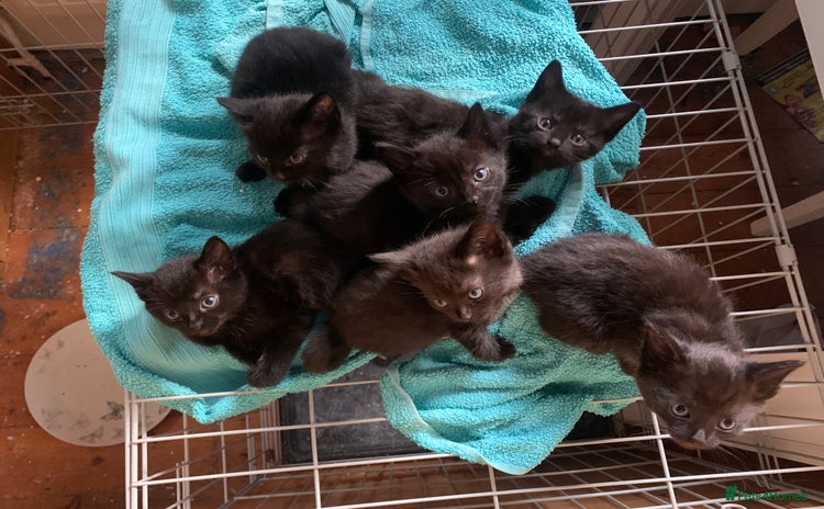 Mixed Breed cats - Advert 5