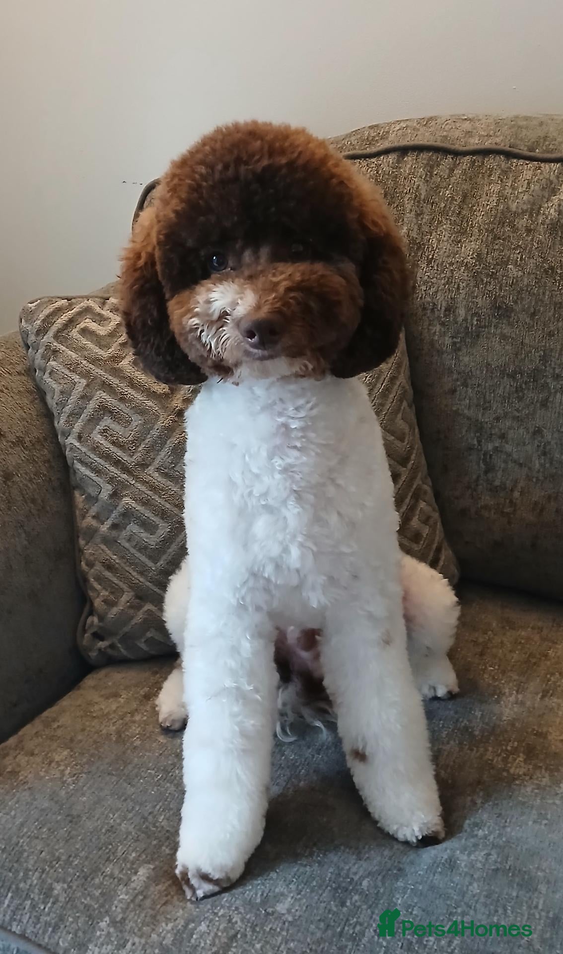 Toy Poodle dogs for stud: 🐩Health Tested, Parti Toy Poodle *STUD*🐩 - Advert 14