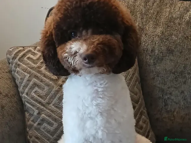 Toy Poodle dogs for stud: 🐩Health Tested, Parti Toy Poodle *STUD*🐩 - Advert 1