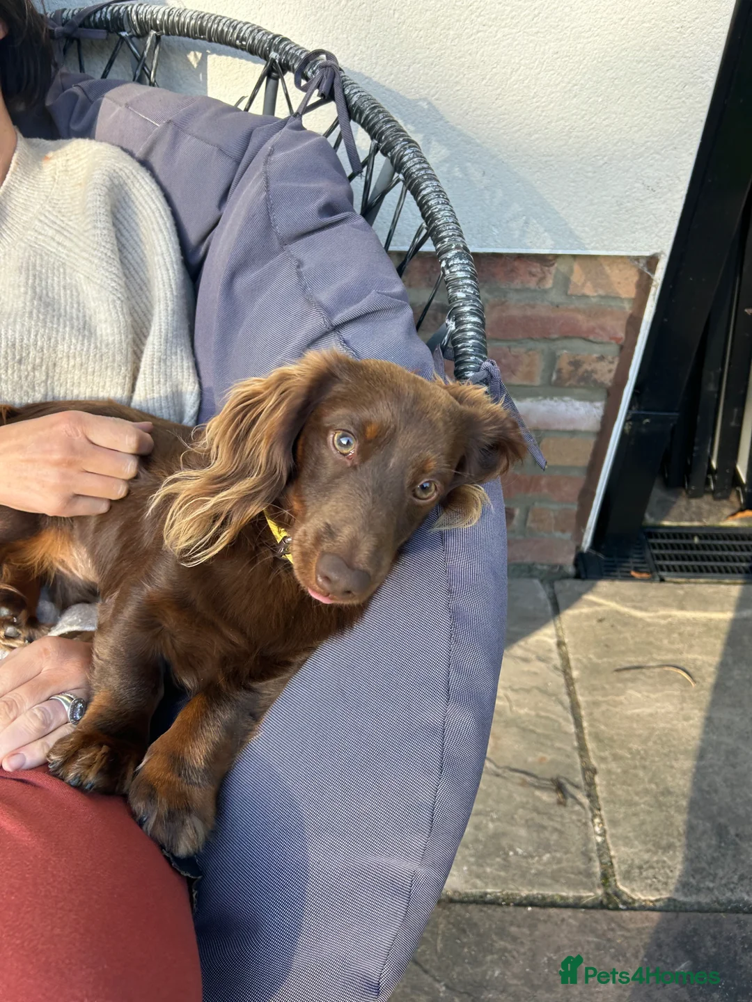 Miniature Dachshund dogs for stud: Remi Masterson in Grimsby - Advert 2