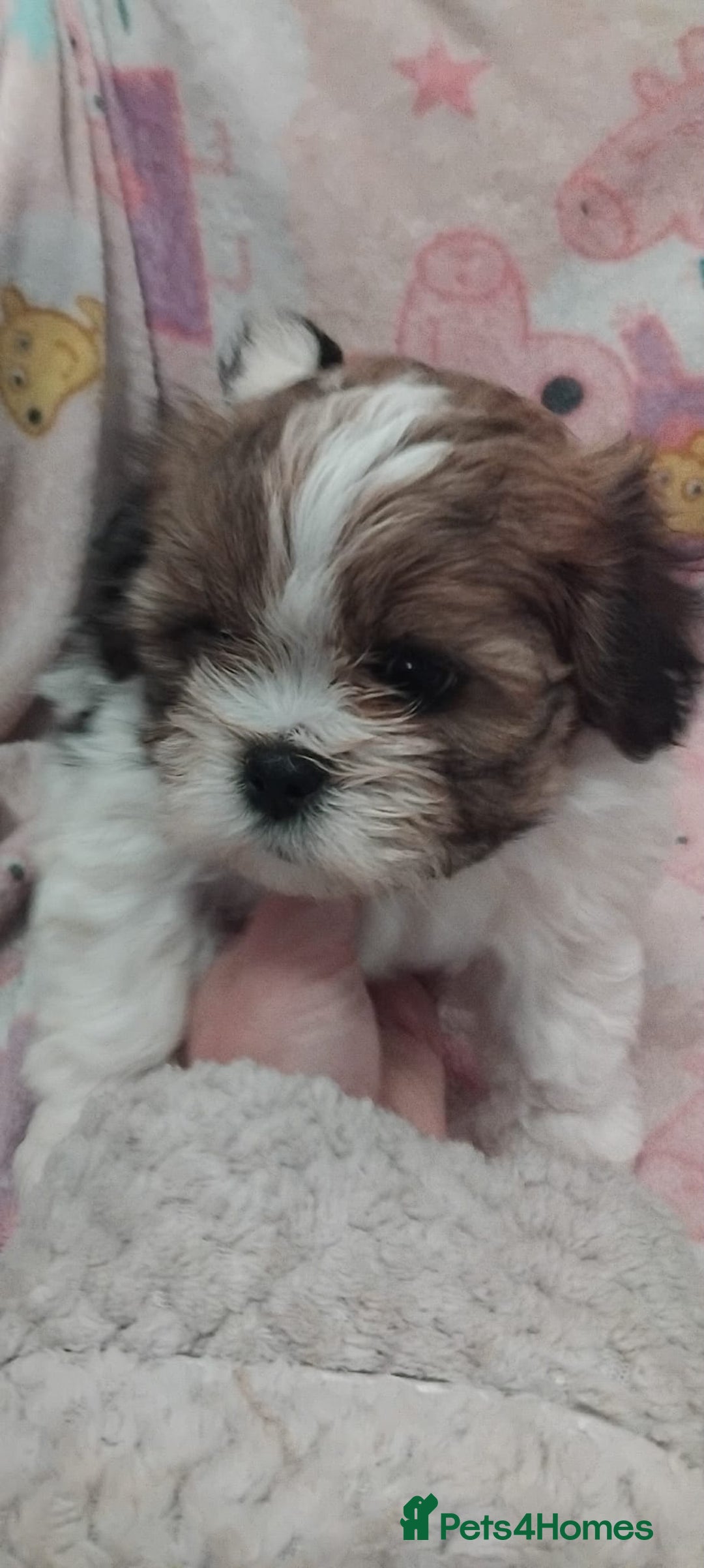 Lhasa Apso dogs for sale: 2 girl lahsa apso puppies for sale  - Advert 6