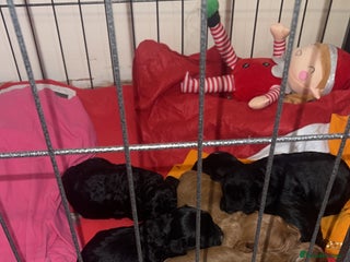 Cockapoo dogs Cockapoo health tested KC parents - Advert 1