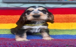 Cocker Spaniel dogs for sale: KC show type cocker spaniel  - READY NOW - Image 8