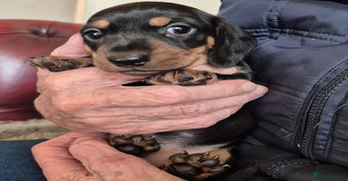 Miniature Dachshund dogs - Advert 3