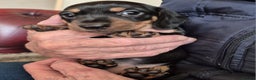 Miniature Dachshund dogs for sale: 3 Girls - Advert 1