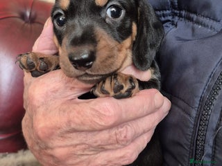 Miniature Dachshund dogs - Advert 1