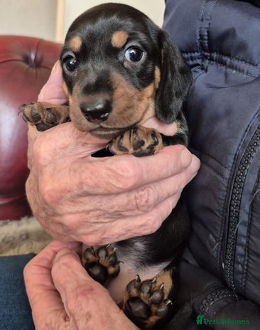 Miniature Dachshund dogs - Advert 3