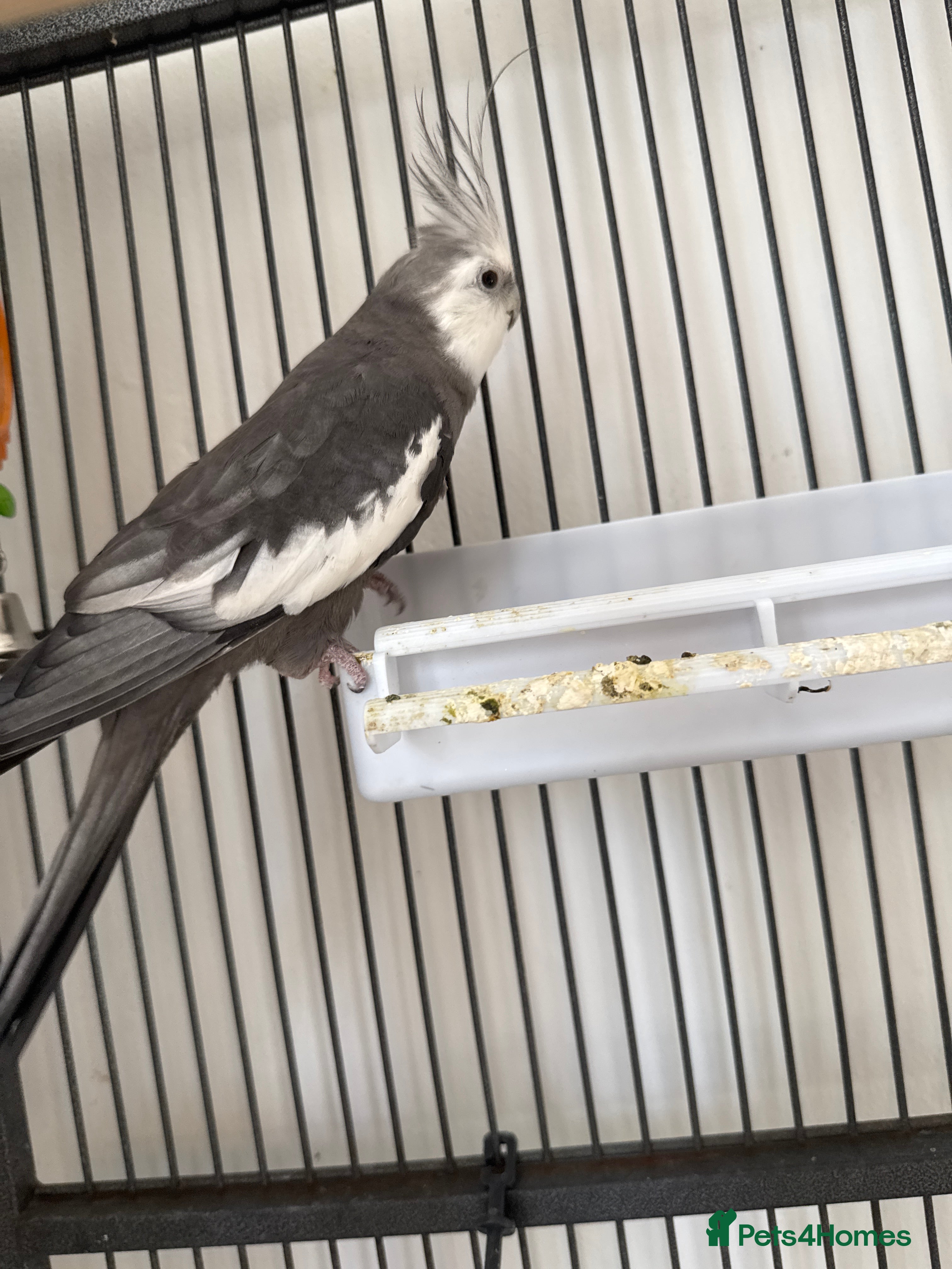 Cockatiels birds Cockatiel - Advert 3