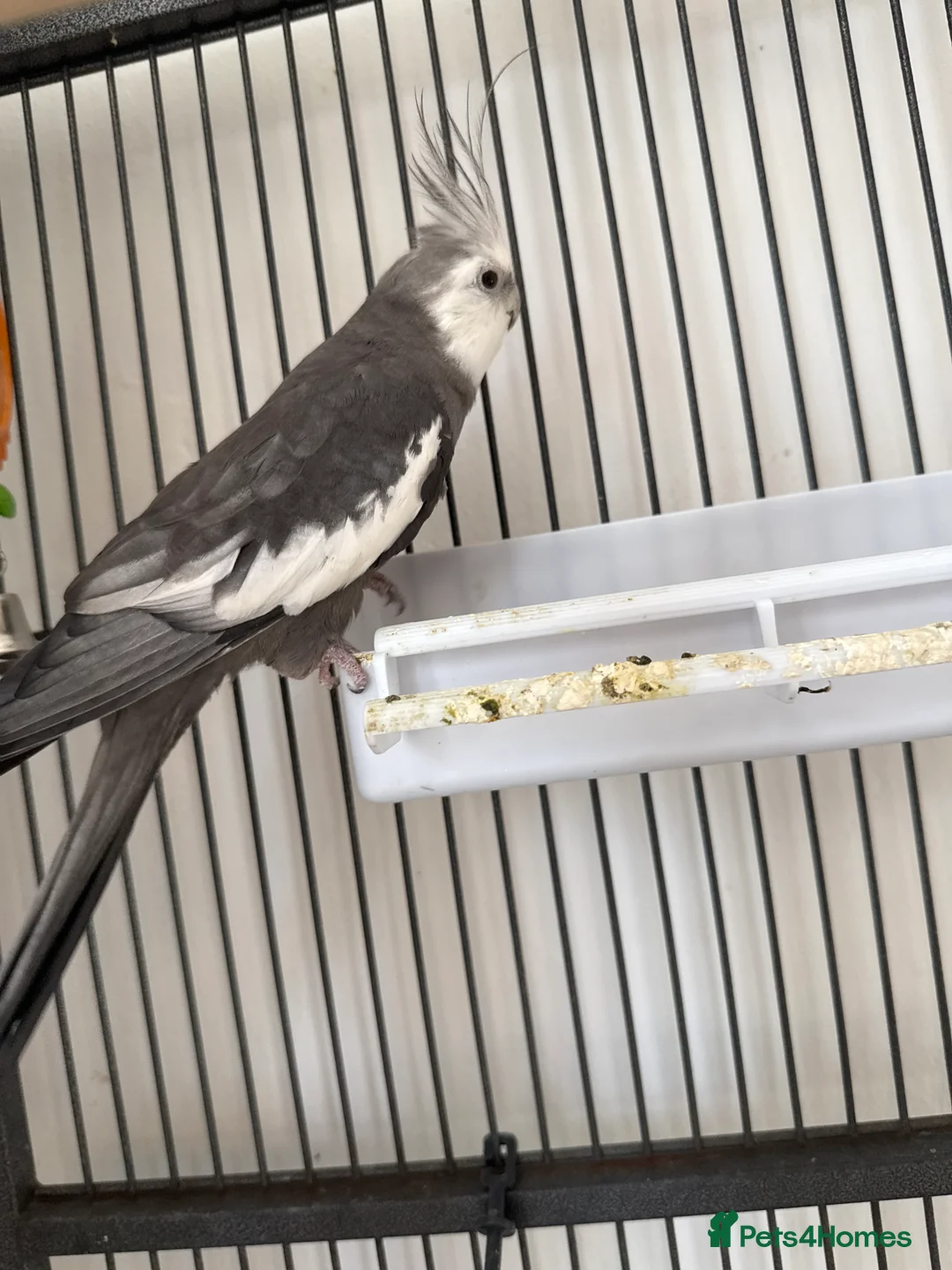 Cockatiels birds for sale: Cockatiel in Bournemouth - Advert 1