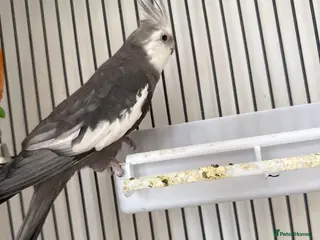 Cockatiels birds Cockatiel - Advert 3