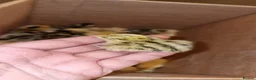 Quail poultry for sale: 🐣 Live Jumbo Coturnix Quail Chicks – Ready Now!  - Advert 5
