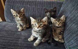 Russian Blue cats for sale: Intelligent & Balanced Russian Blue Cross Kittens - Image 3