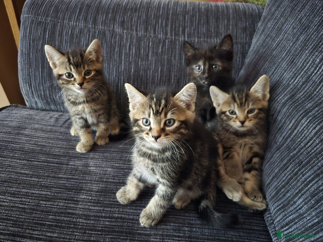 Russian Blue cats for sale: Intelligent & Balanced Russian Blue Cross Kittens - Image 3
