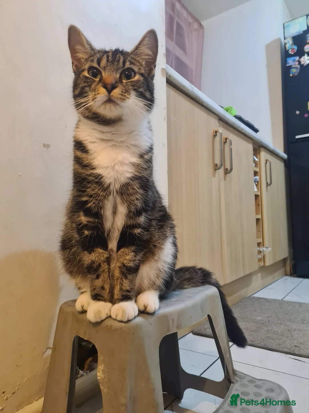 Mixed Breed cats for sale: Main Coon mixed breed  - Advert 2