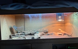 Lizard reptiles for sale: Beard dragon called Fearless  - Advert 4