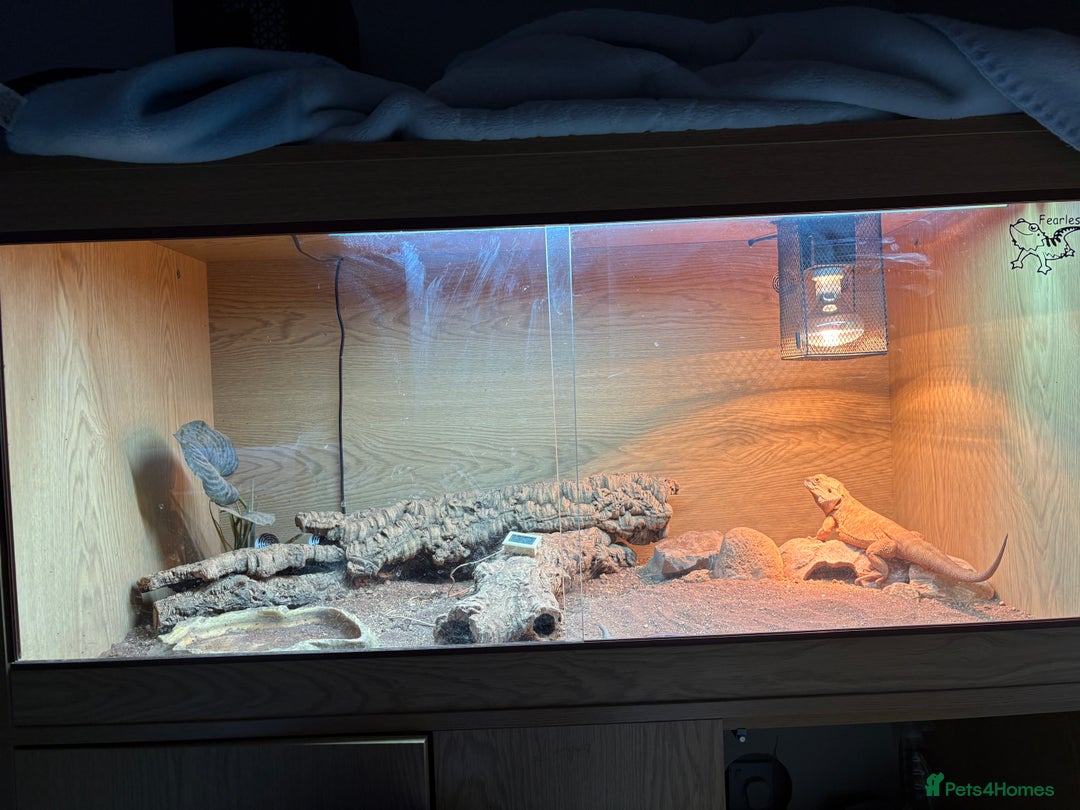 Lizard reptiles for sale: Beard dragon called Fearless  - Advert 4