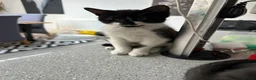 Mixed Breed cats for sale: Tuxedo kittens One female, two male - Advert 4