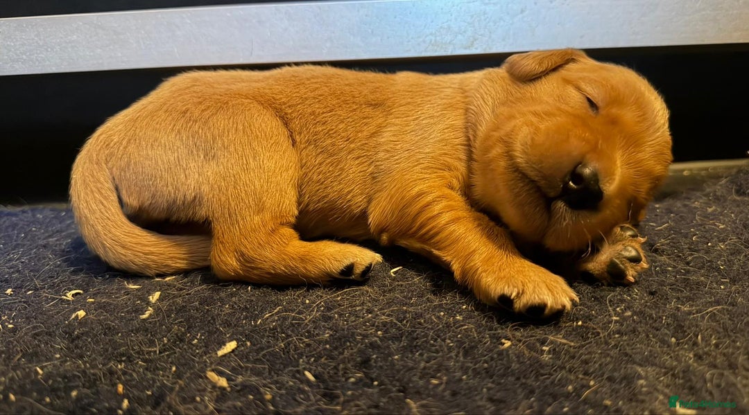 Golden Retriever dogs for sale: Top quality litter - Advert 8