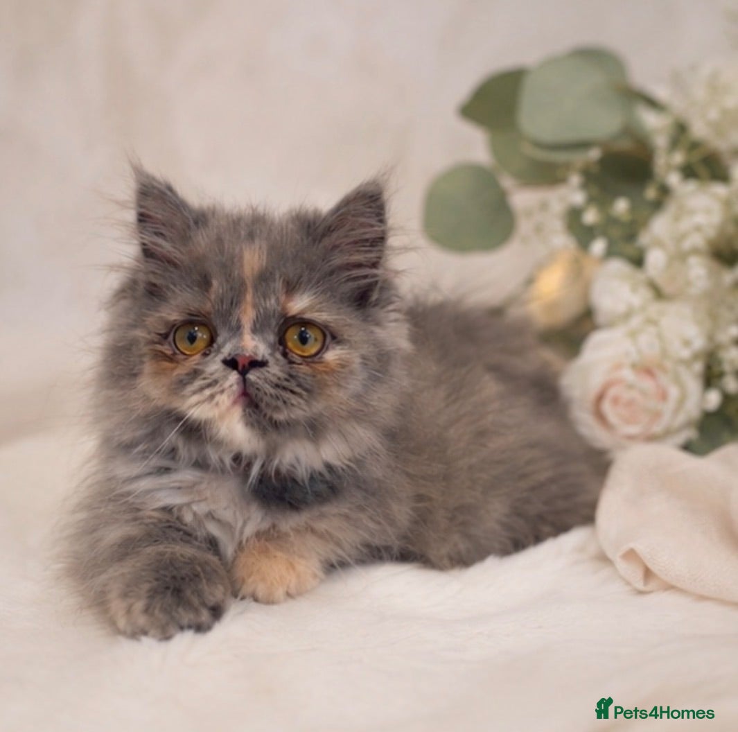 Munchkin cats for sale: Rare Munchkin Minuet Girl Tiny Rughugger Legs 🩷 - Advert 1