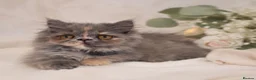 Munchkin cats for sale: Rare Munchkin Minuet Girl Tiny Rughugger Legs 🩷 - Advert 1