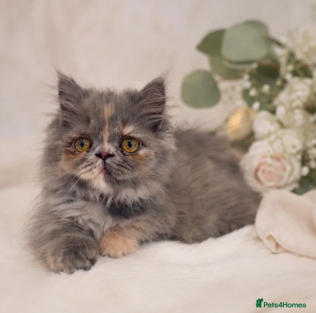 Munchkin cats for sale: Rare Munchkin Minuet Girl Tiny Rughugger Legs 🩷 - Advert 1