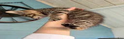 Mixed Breed cats for sale: 7 gorgeous mixed breed kittens  - Advert 11